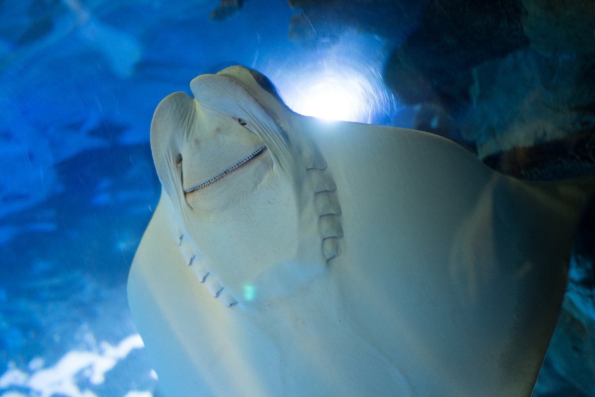 Newport Aquarium - Gallery Image 2